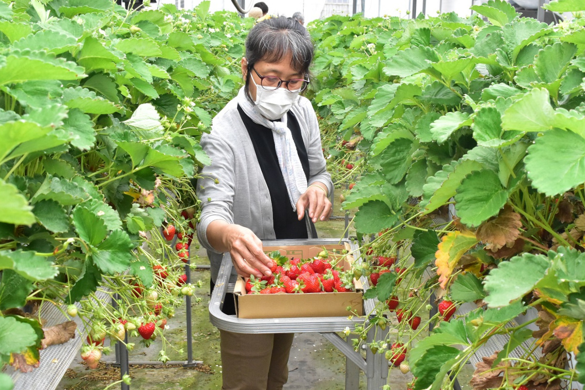 障がい者センターの利用者に向けてイチゴ収穫体験を提供