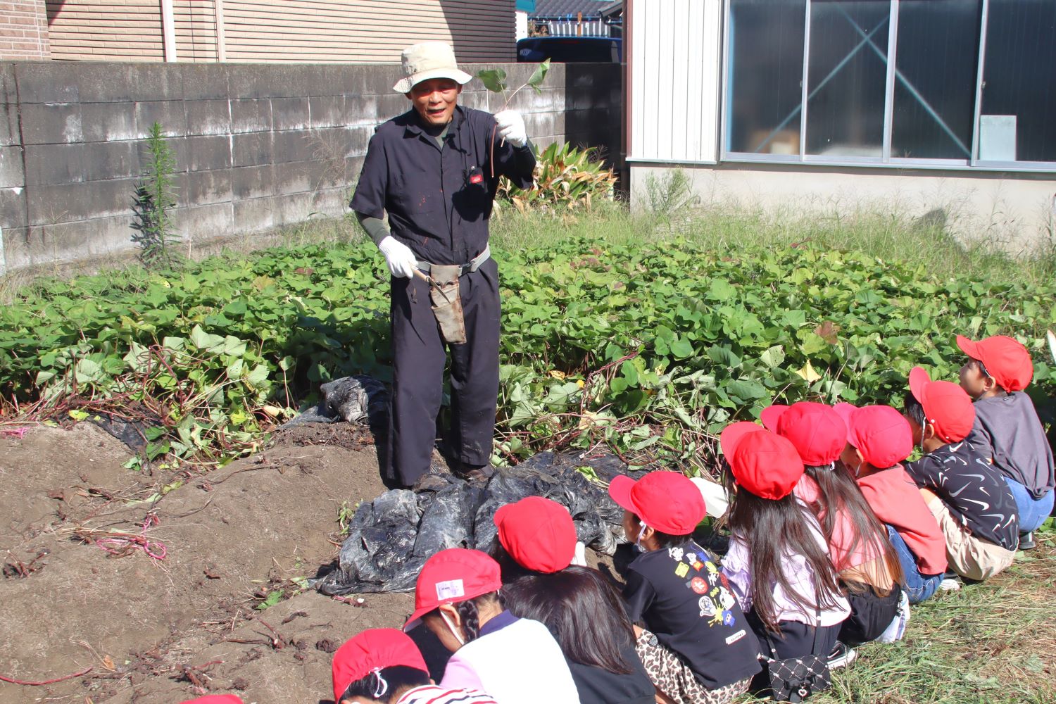 大治南小学校 児童が自ら定植したサツマイモを収穫